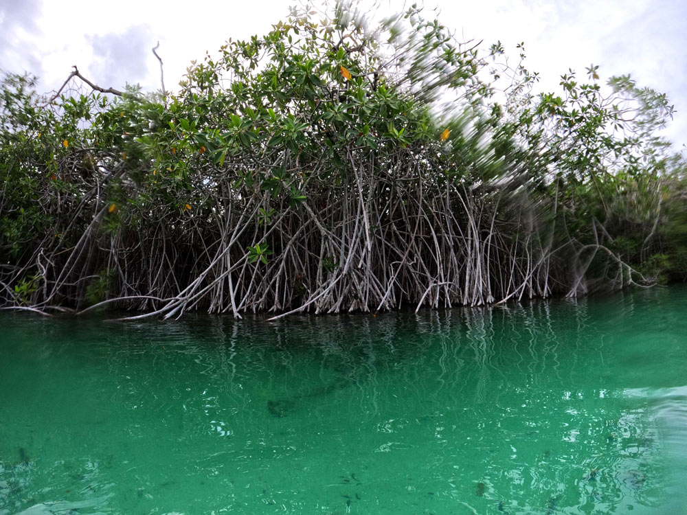 mangrove à sian kaan