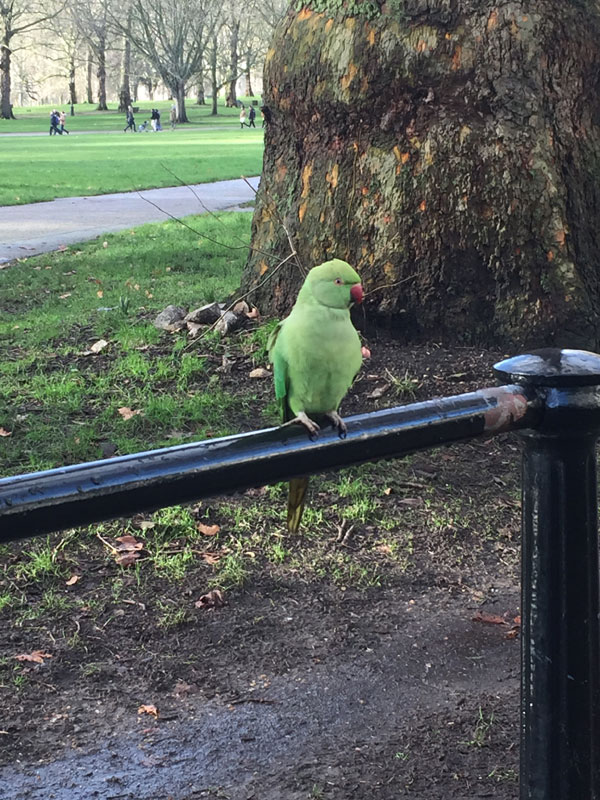 Perruche verte à Hyde Park